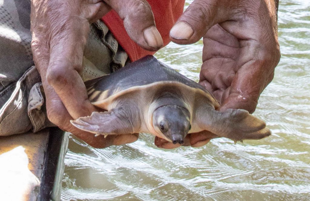 Endangered turtles returned to the wild - Papua Conservation