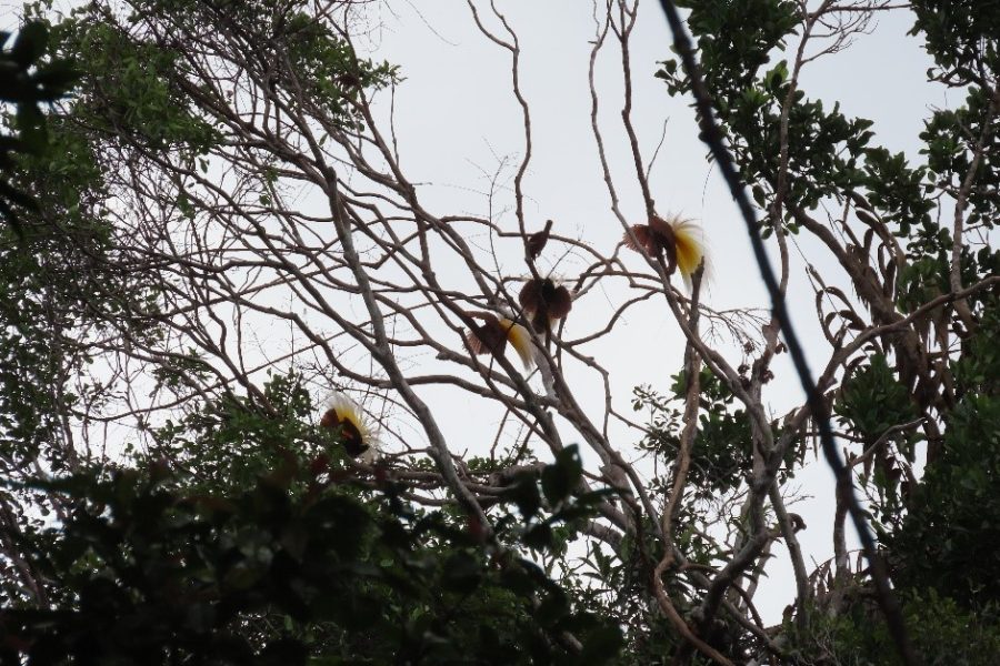 Love Dance in the Papuan Forest: The Mating Ritual of the Greater Bird ...